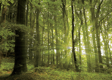 City parkett City parkett